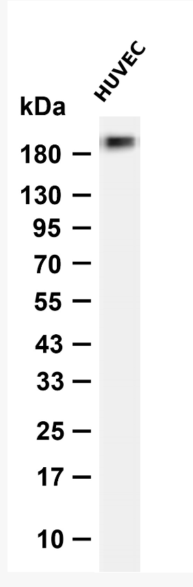 HER3 (Phospho-Tyr1222) Antibody
