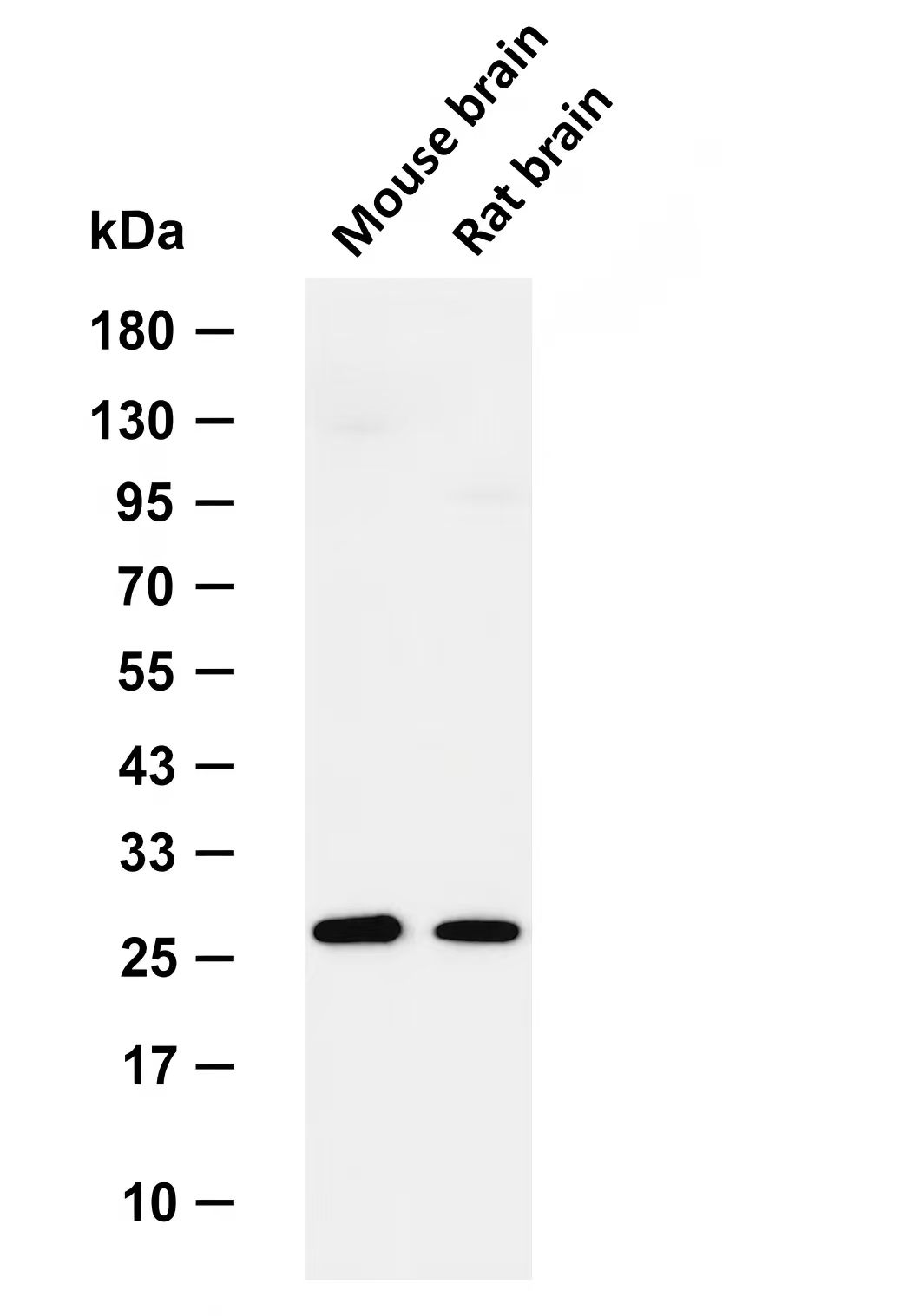 PDGF-B Rabbit mAb