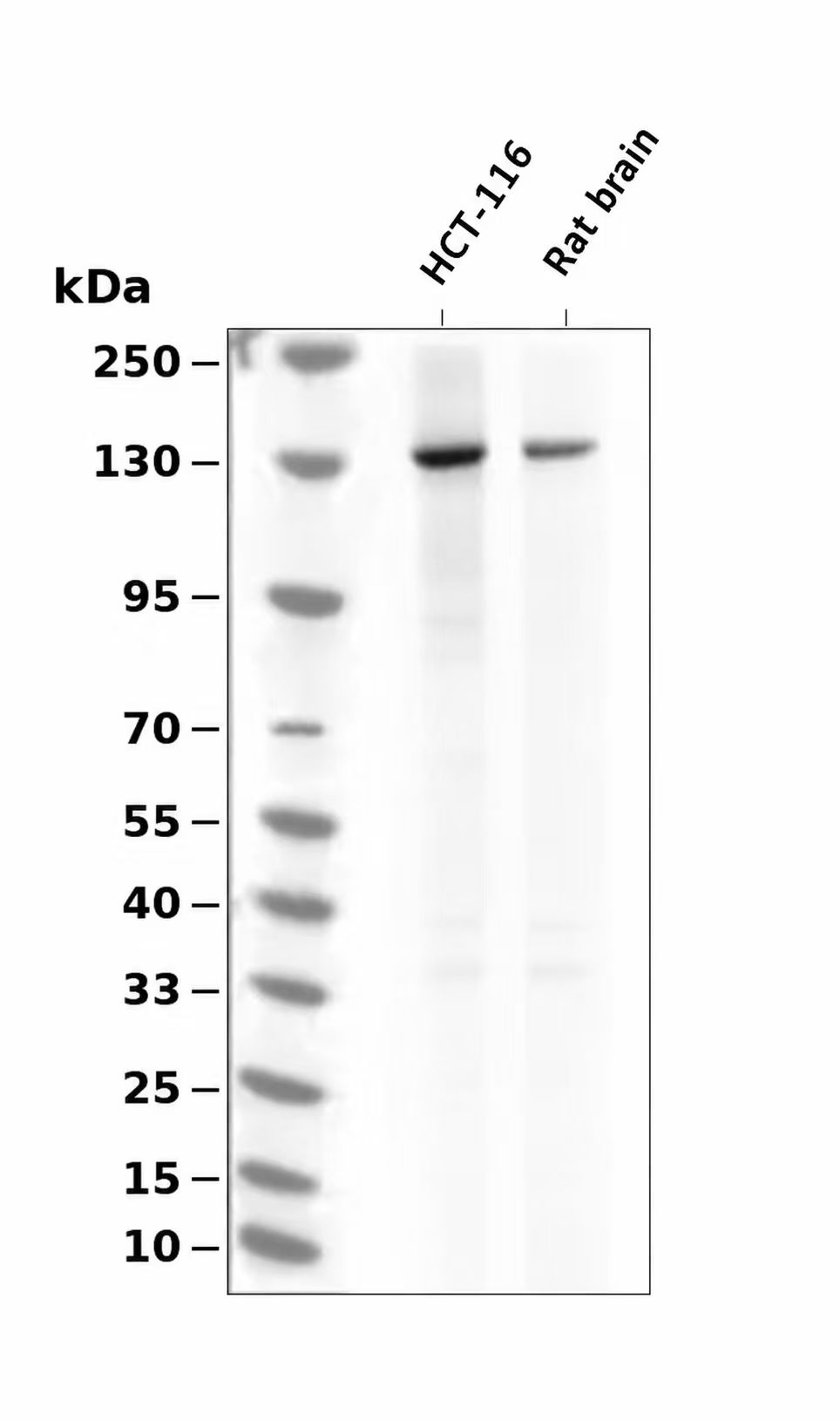 AYP4870