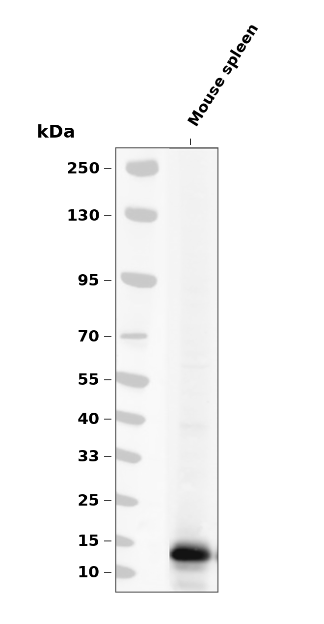 GRO alpha Antibody