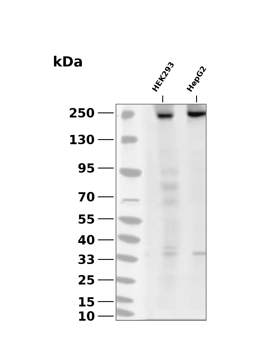 ZO1 Rabbit mAb