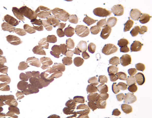 MFN1 Rabbit mAb