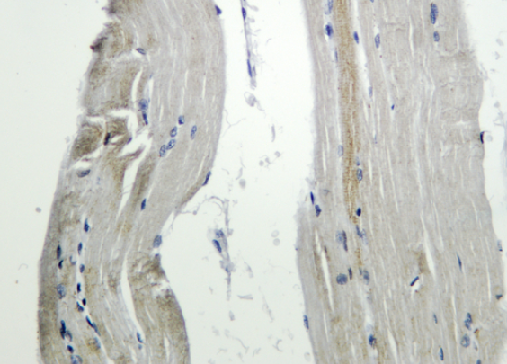 MFN1 Rabbit mAb
