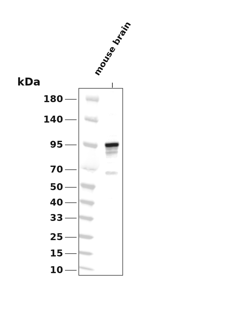 CD19 (Phospho Tyr500) Rabbit pAb