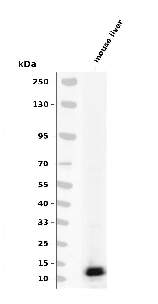 GRO alpha (YD11683) Rabbit mAb