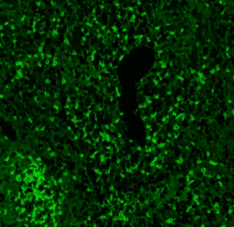 CD3 Rabbit mAb