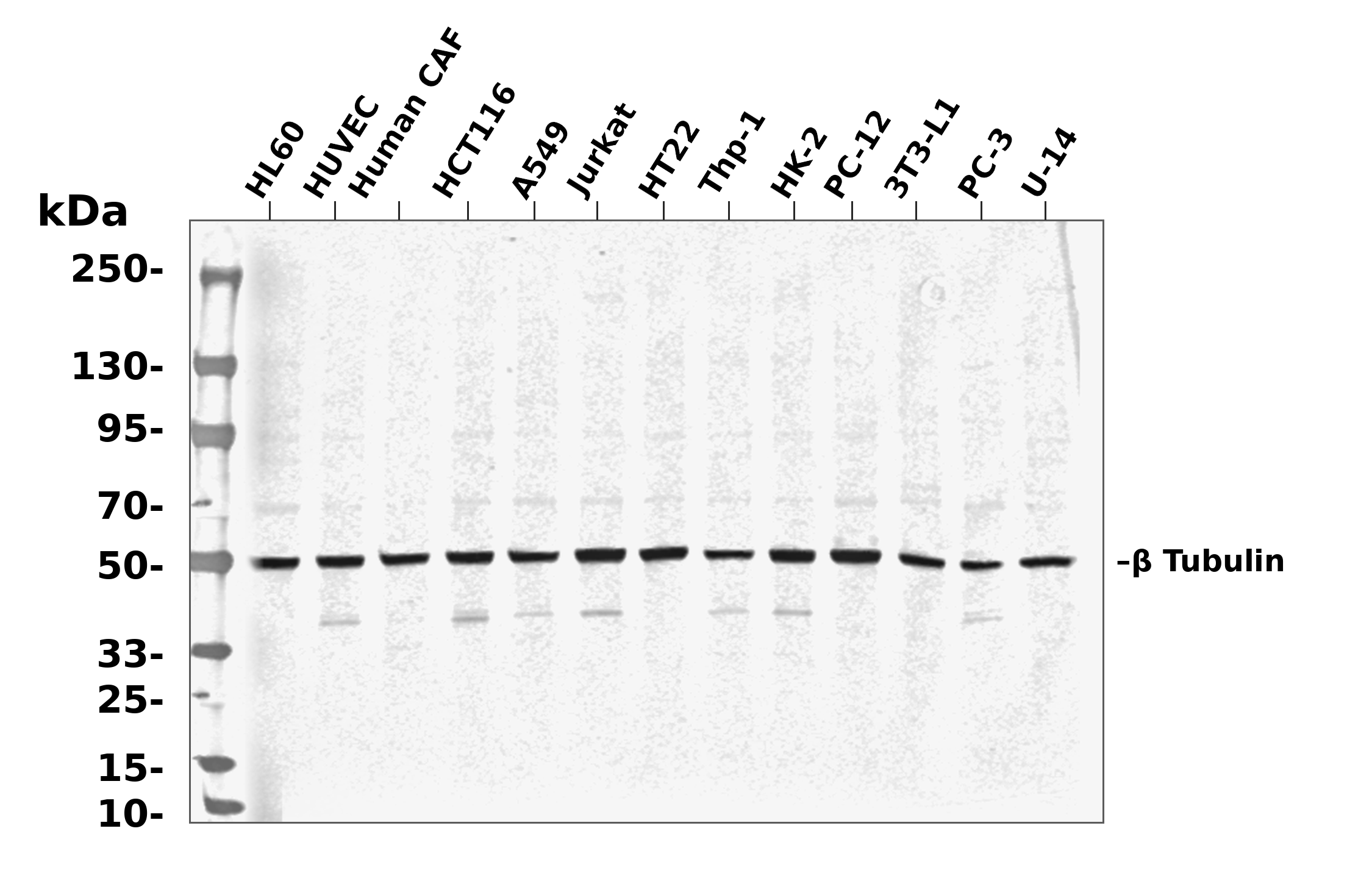 beta Tubulin Antibody