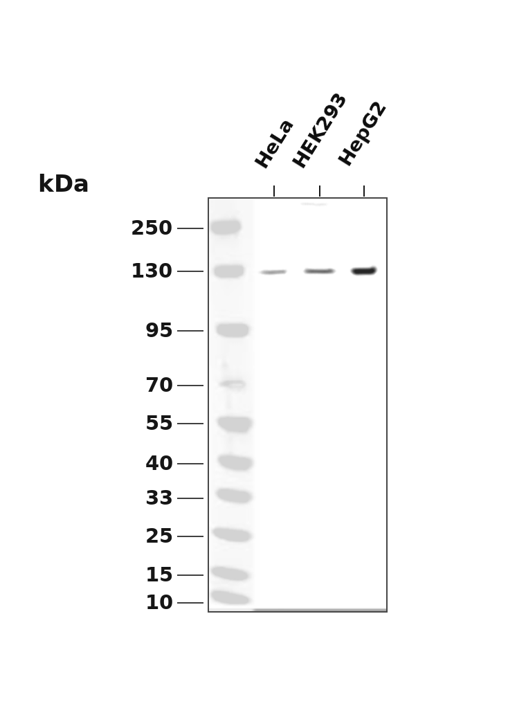 Phospho-JAK2 (Y1007 + Y1008) Rabbit mAb