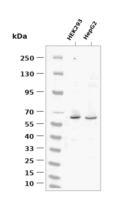 Phospho-TFEB (Ser211) pAb
