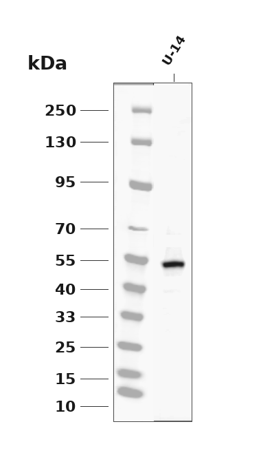 Phospho-RIP3 (Ser164/Thr165) (YD34895) Rabbit mAb