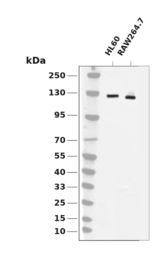PI3-Kinase p110&gamma;  Rabbit mAb