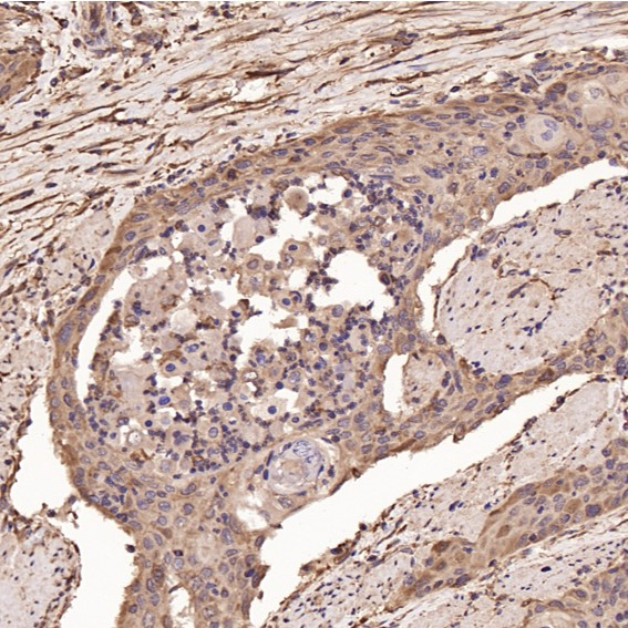 Cyclin B1 (Phospho Ser126) Rabbit mAb