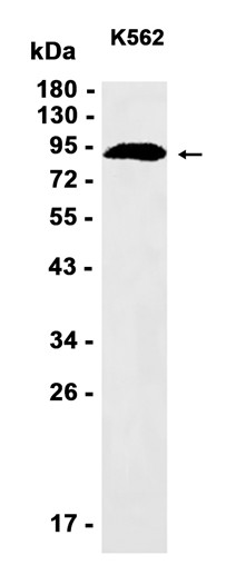 Calnexin Rabbit mAb