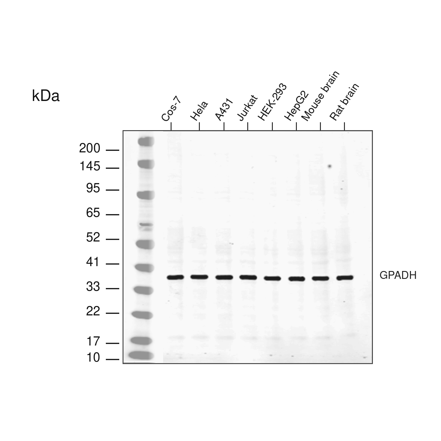GAPDH Antibody