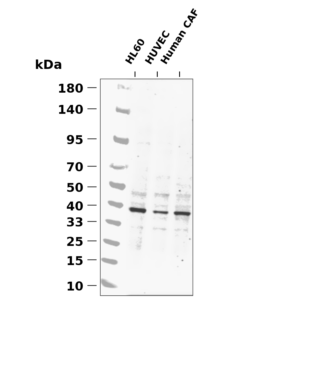 p38 MAPK (Phospho Thr180/Tyr182) Rabbit mAb