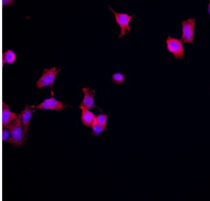 CHOP Rabbit mAb