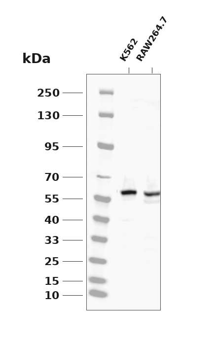 Phospho-RIPK3 (Ser199) pAb