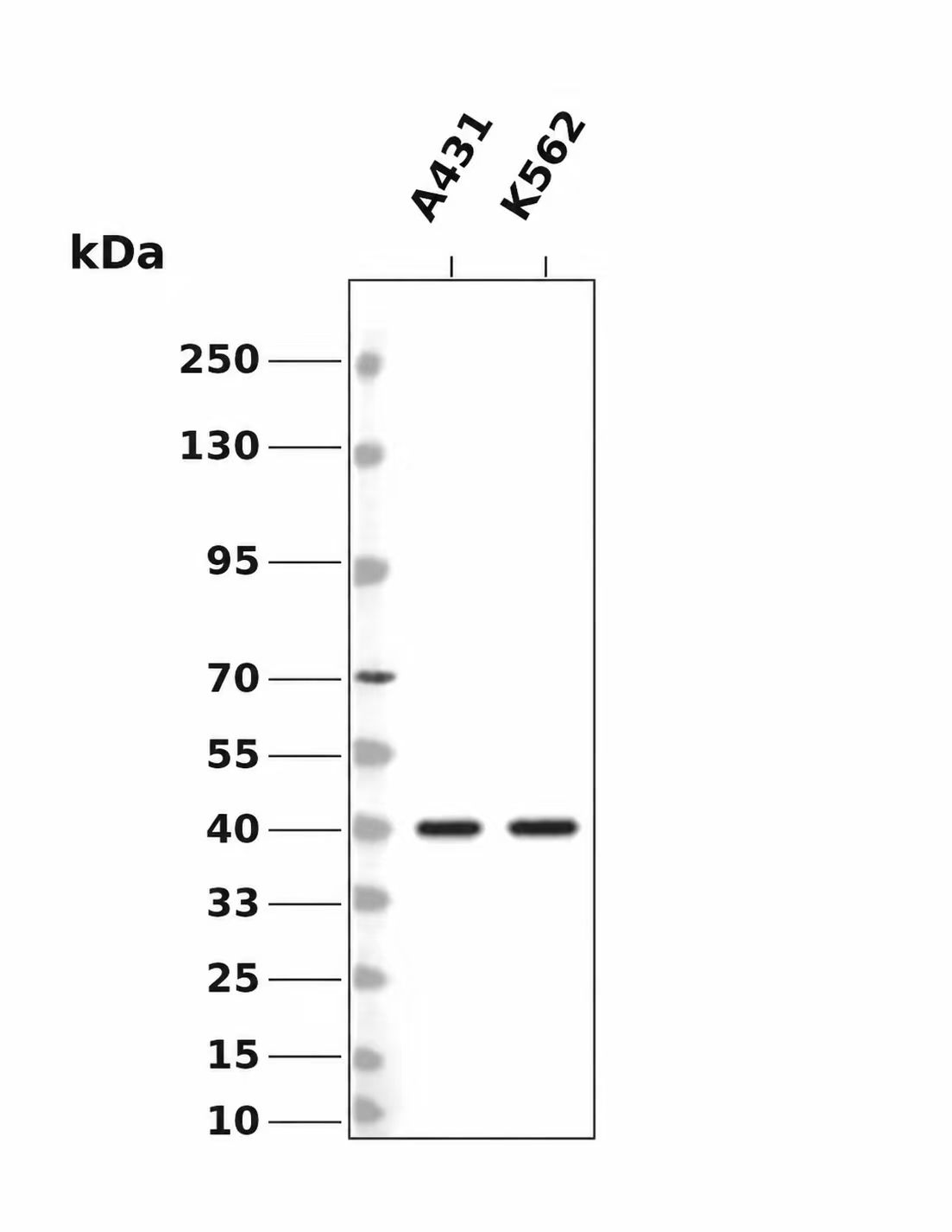 NudC Antibody