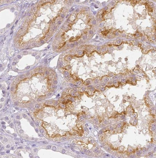 CD90 Rabbit mAb