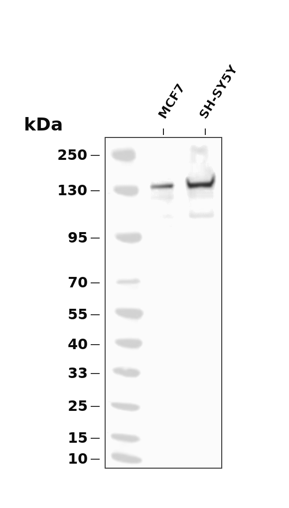 ABL1 Antibody