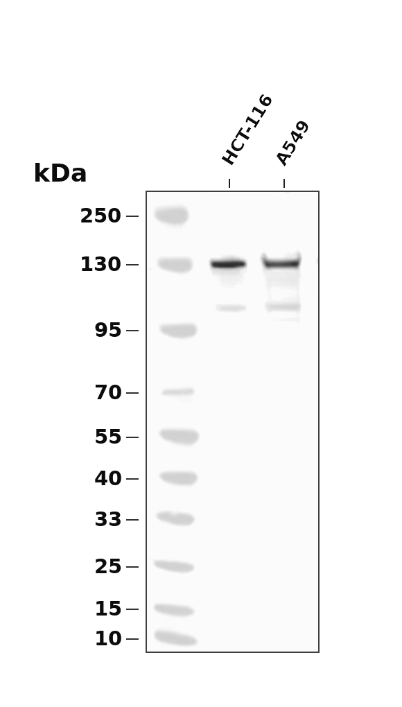 ABL1 (Phospho Tyr245) Rabbit mAb