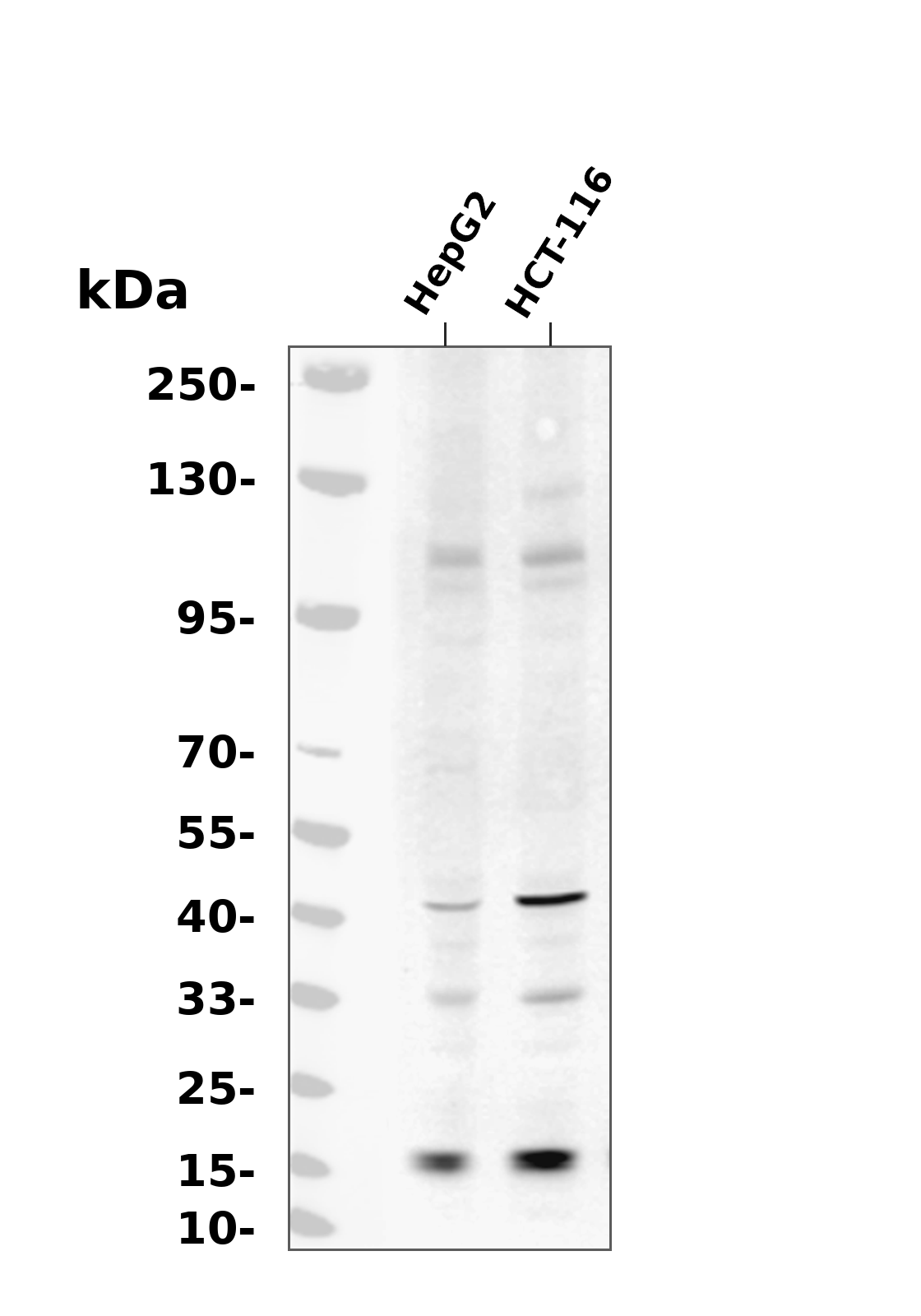 RPS16 Antibody
