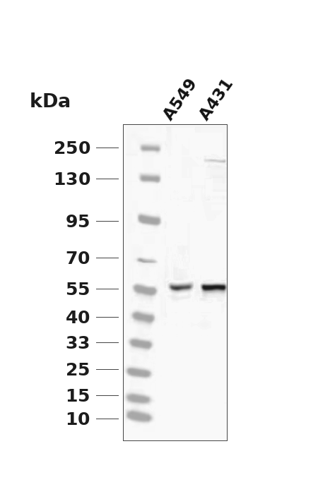 Phospho-SGK3 (Thr320) pAb