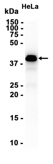 Phospho-ERK1/2 (Thr202/Tyr204) pAb
