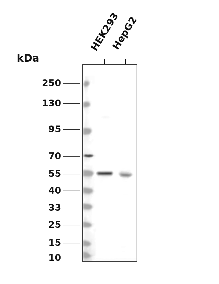 MLKL (Phospho Ser345)  Rabbit mAb