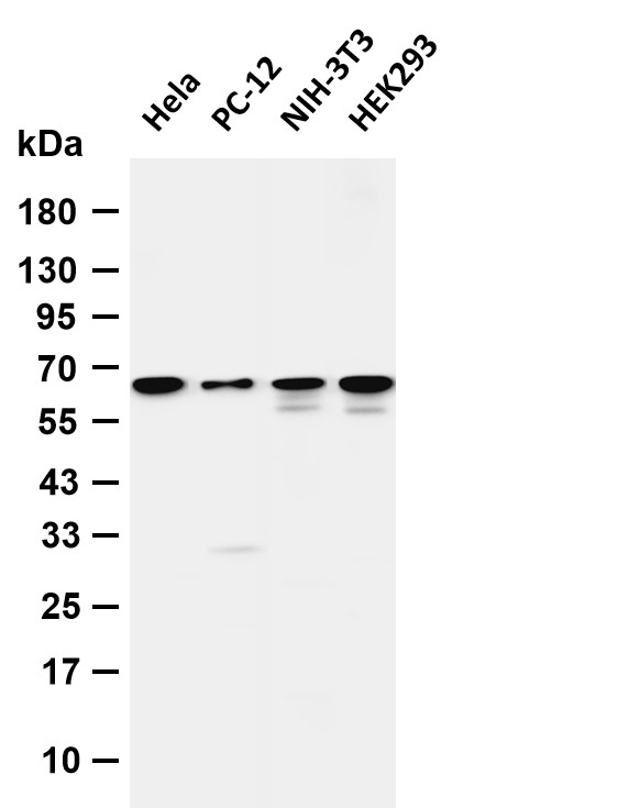 ATG14 Rabbit mAb