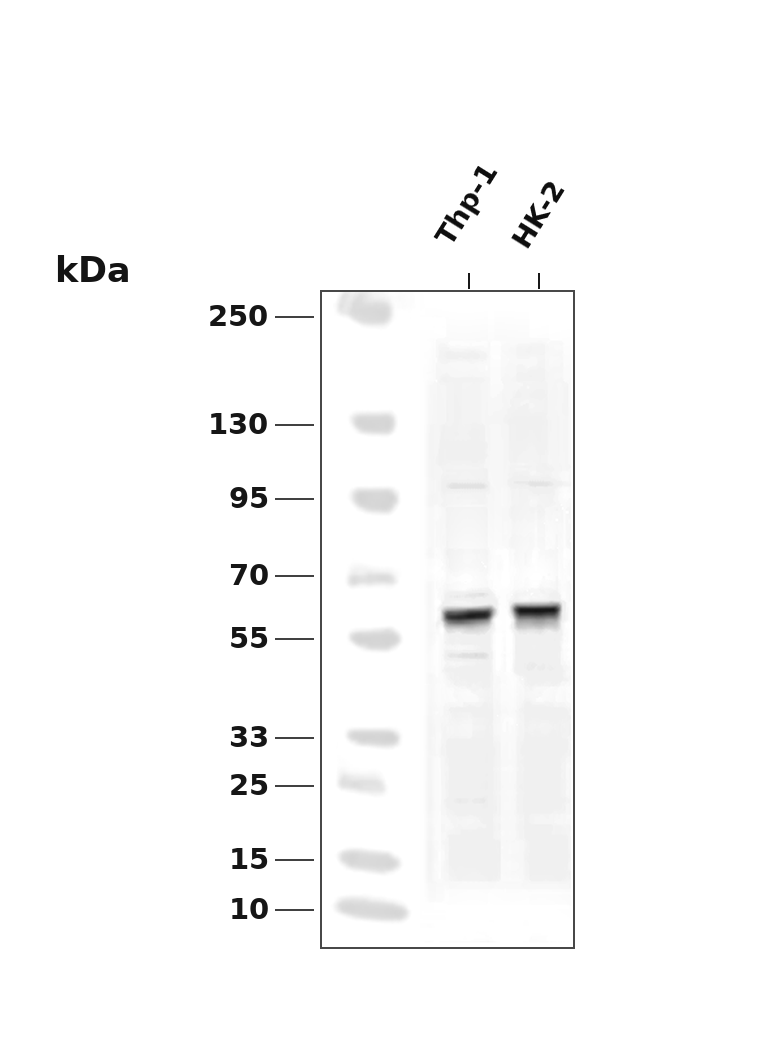 Cyclin B1 (Phospho-Ser147) Antibody