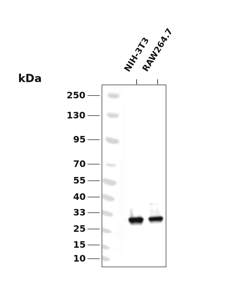 CDK4 Rabbit mAb