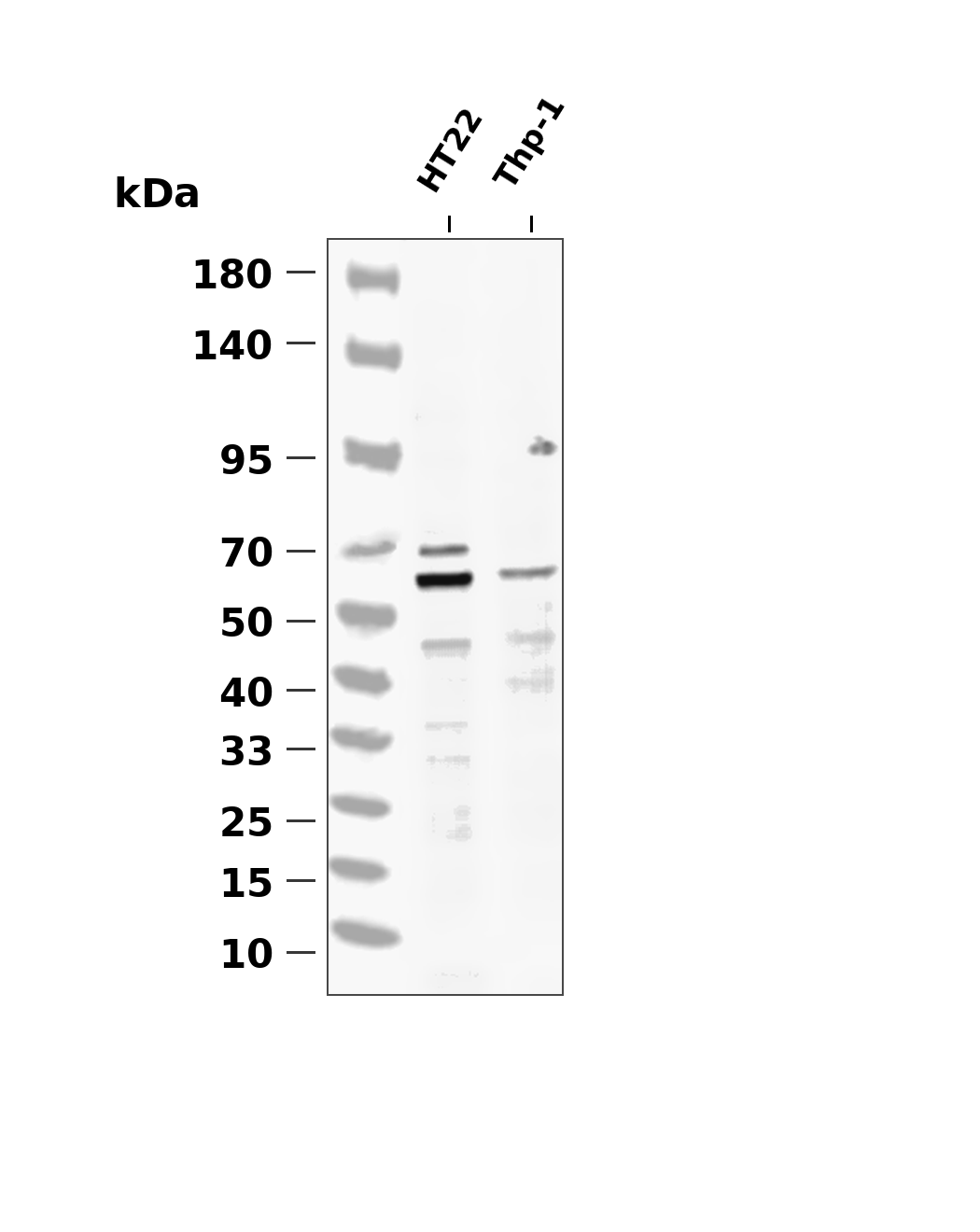 PAK1/2/3  Antibody