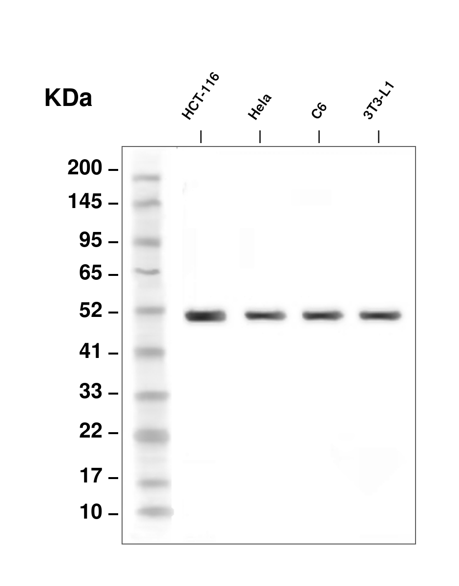 beta I Tubulin Antibody