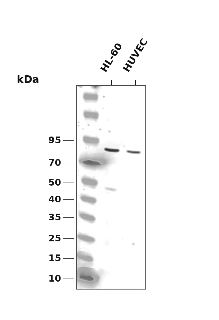 PI3-kinase p85-&alpha; (Phospho-Tyr607) Antibody