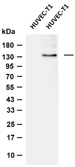 eNOS (Phospho Ser1177)  Rabbit mAb