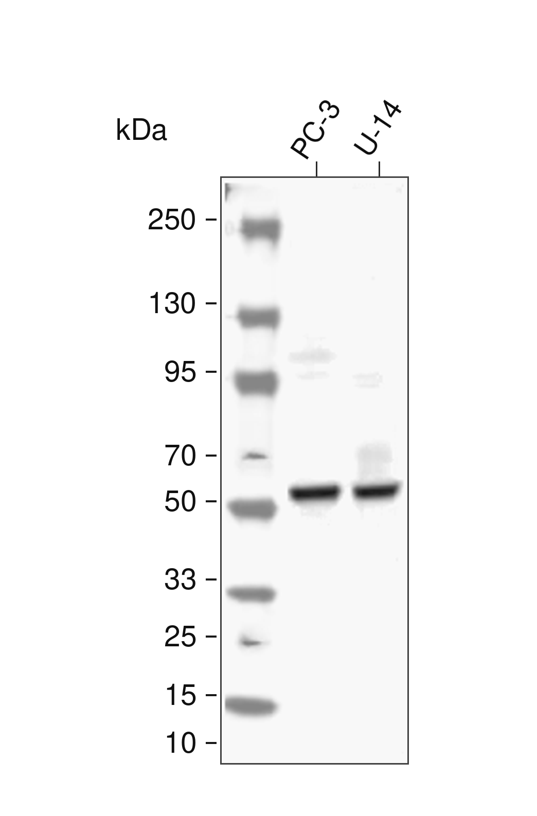 FOXJ1 Antibody