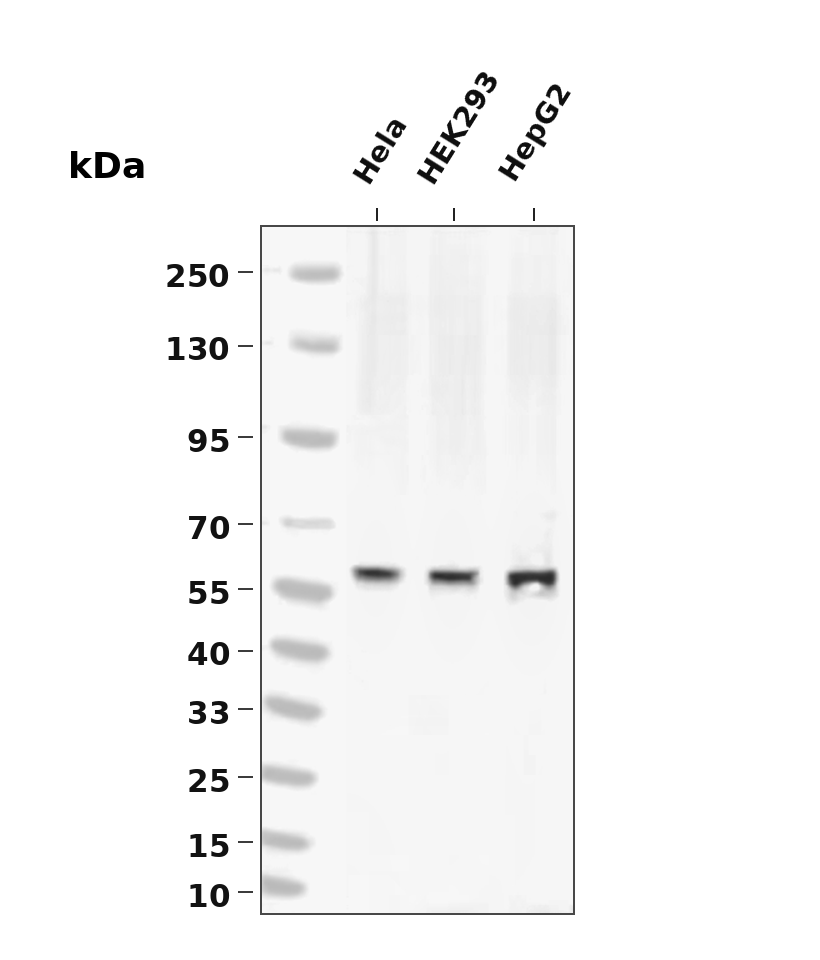 Phospho-Beclin 1-Ser93 Rabbit pAb