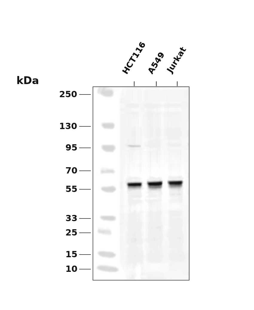 Cyclin B1 (Phospho Ser126) Rabbit mAb