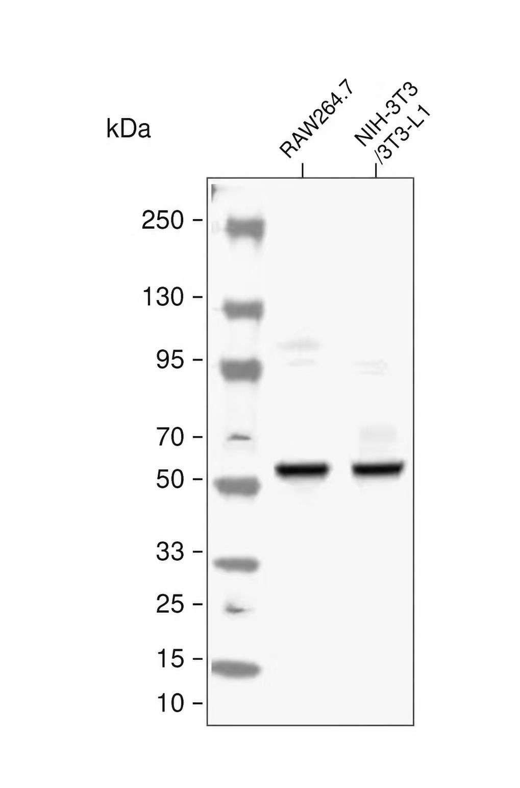 cGAS Rabbit mAb