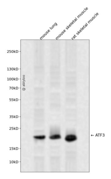 ATF3 Antibody