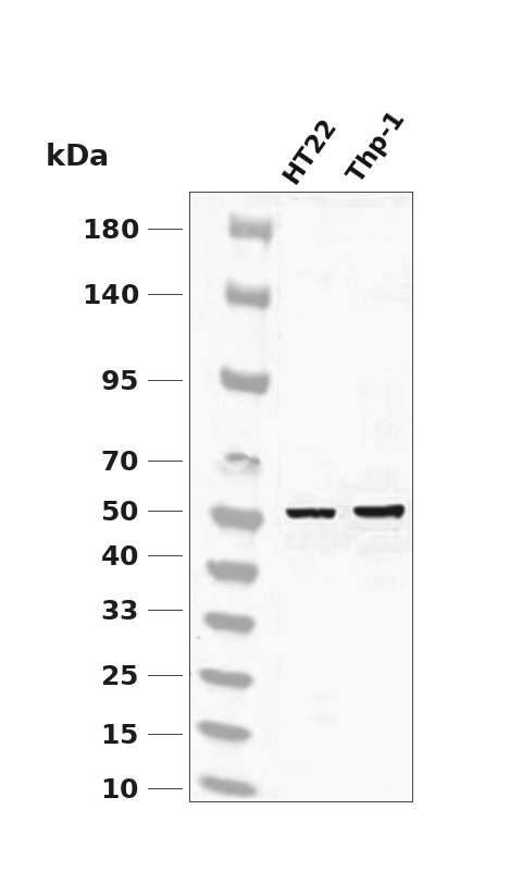 ATF4 (Phospho-Ser219) Antibody