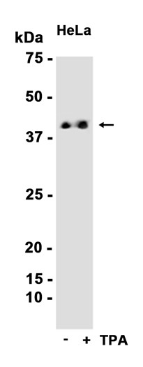 Phospho-ERK1/2 (Thr202) pAb