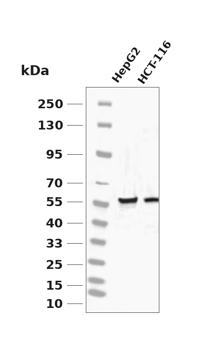 Phospho-SGK3 (Ser486) pAb
