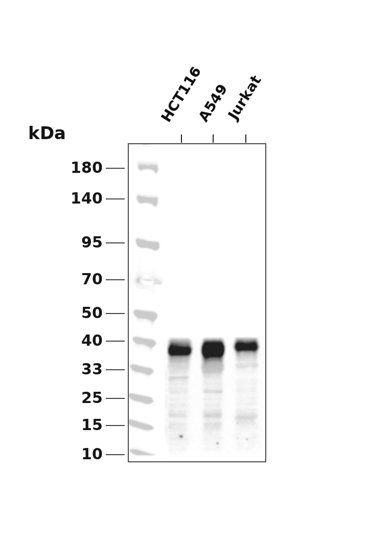 Fas Rabbit mAb