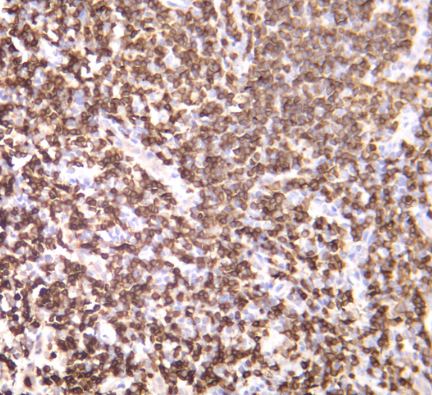 CD3 Rabbit mAb