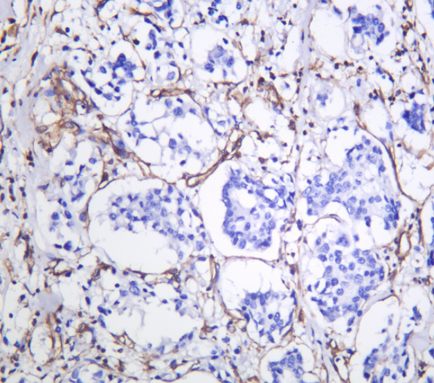 CHOP Rabbit mAb
