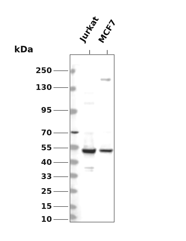 Tin2 Rabbit mAb