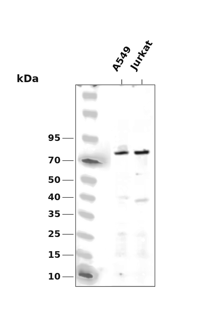 DRP1 (Phospho Ser616) Rabbit mAb