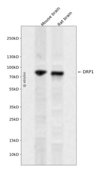 Phospho-DRP1 (Ser548) pAb